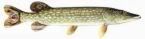 PIKE